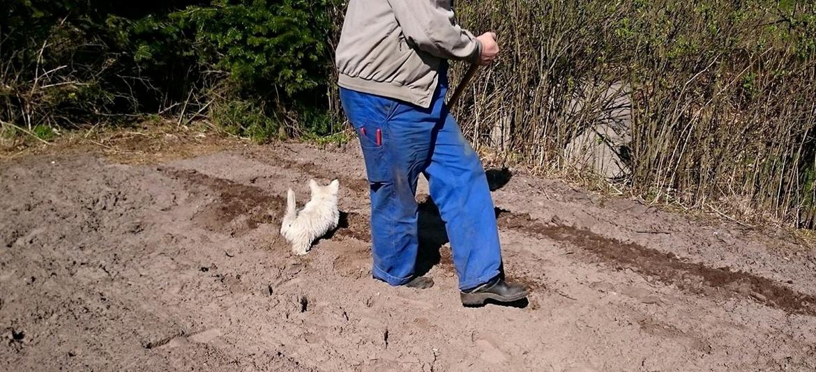 West highland white terrier Dipsy - Dipsy hjælper far med at sætte kartoffeler billede 6