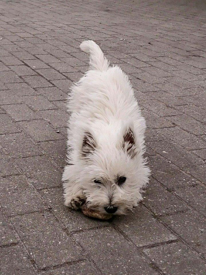 West highland white terrier Dipsy - Dipsy spiller op til leg billede 13