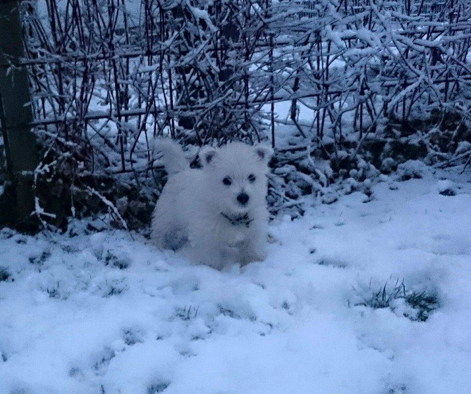 West highland white terrier Dipsy - 31 Marts  , trode ikke Dipsy skulle se sne før til vinter  billede 23