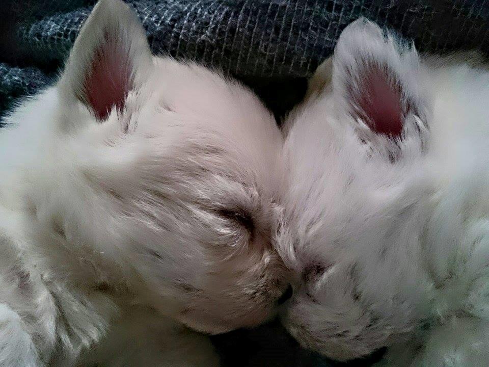 West highland white terrier Dipsy - Dipsy og Robber billede 44