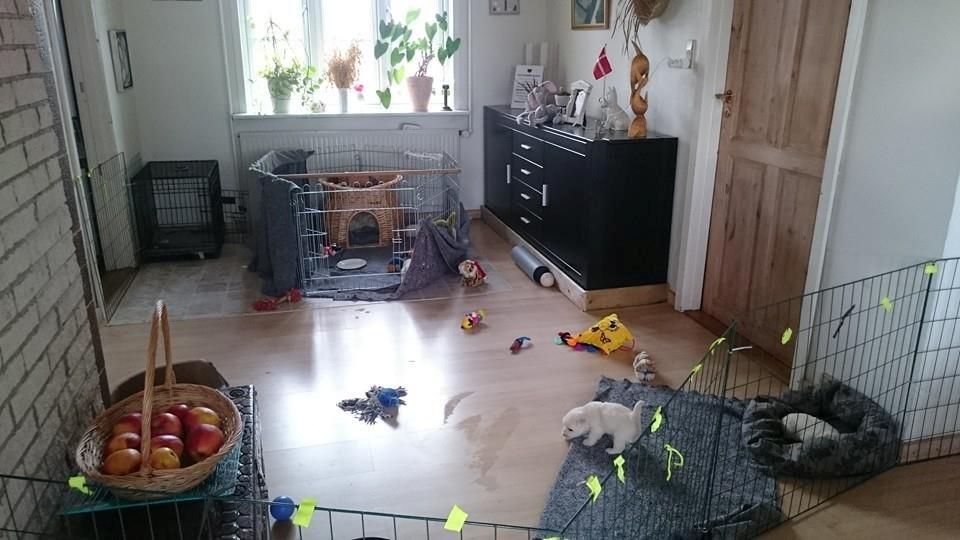 West highland white terrier Dipsy - Elsker mine hvalpe billede 40