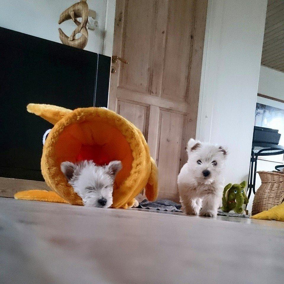 West highland white terrier Dipsy - En lur i fisken ,Dipsy ved siden af billede 36