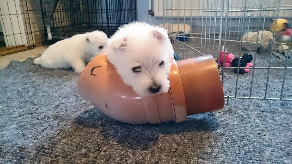 West highland white terrier Dipsy billede 37