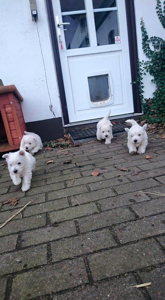 West highland white terrier Dipsy - Dipsy, Molly, Anton, Rubber billede 32