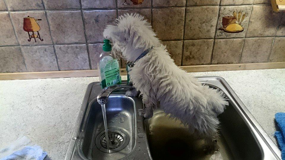 West highland white terrier Dipsy - Dipsy skal igen have vasket poter ,hun elsker at grave og elsker vand billede 14
