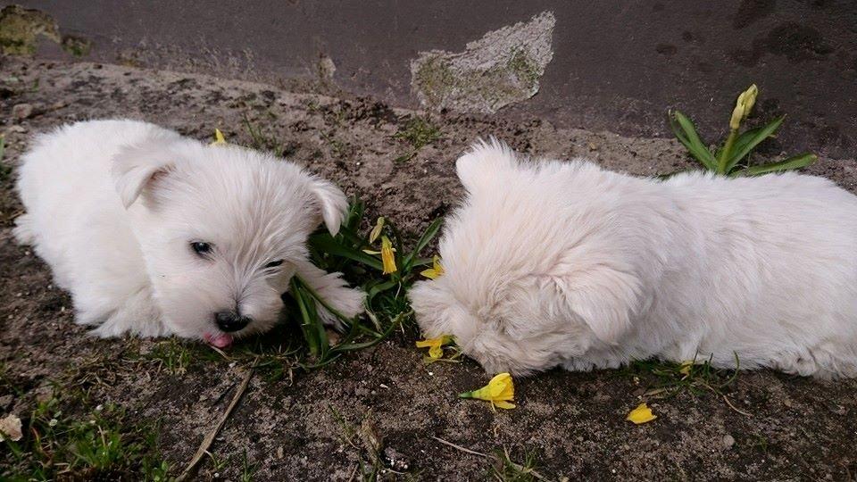 West highland white terrier Dipsy billede 43