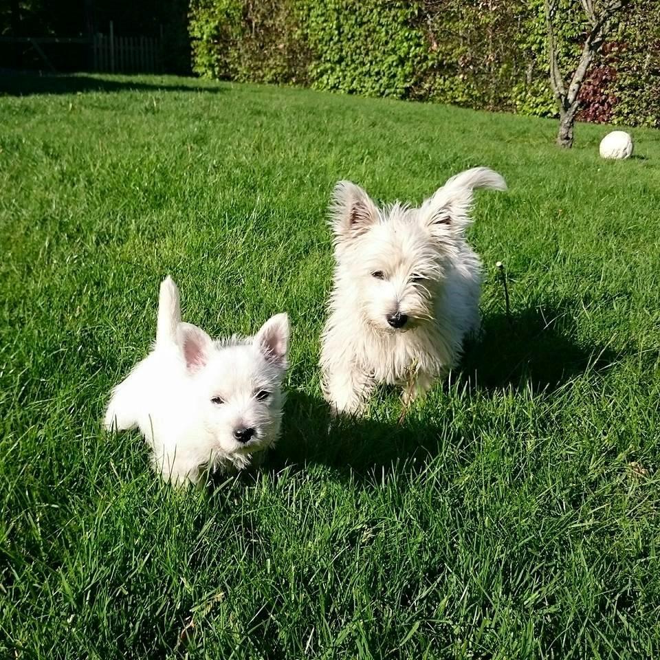 West highland white terrier Dipsy - Dipsy og hendes halvsøster der er 8 uger ynger billede 2