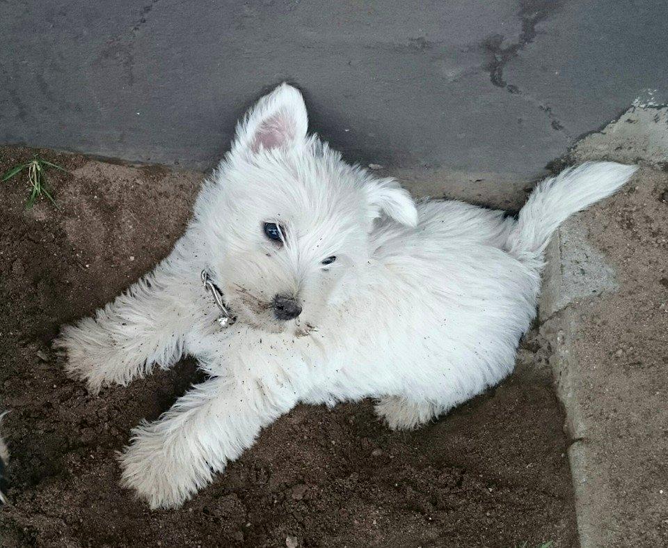 West highland white terrier Dipsy billede 19