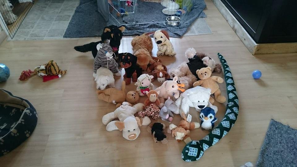 West highland white terrier Dipsy - Find en hund ;-) billede 38