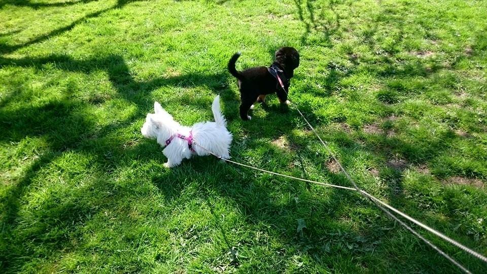 West highland white terrier Dipsy - Deres første tur til show billede 8