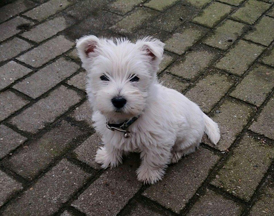 West highland white terrier Dipsy billede 18