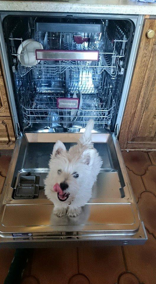 West highland white terrier Dipsy - Kommer der snart noget mad , hun er meget madglad billede 15