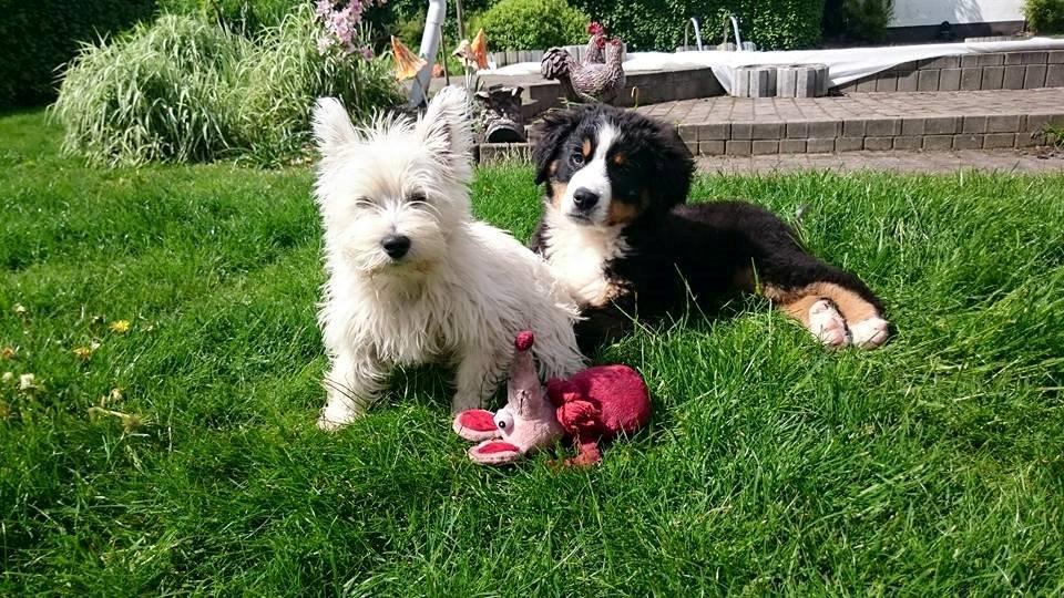 West highland white terrier Dipsy billede 9