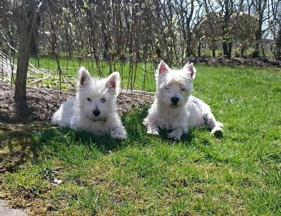 West highland white terrier Dipsy - Mor og datter billede 11