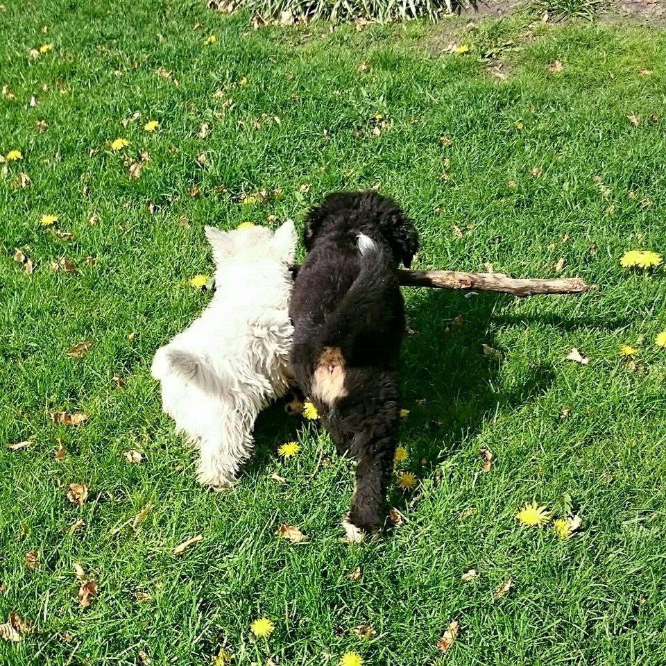 West highland white terrier Dipsy - Sammenarbejde, Dipsy og Asland billede 5