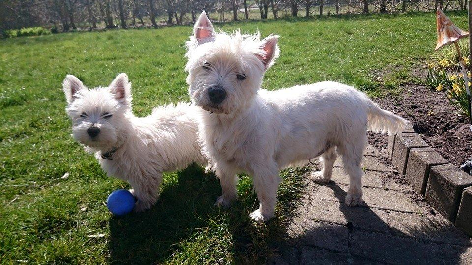 West highland white terrier Dipsy - Mor og datter billede 12