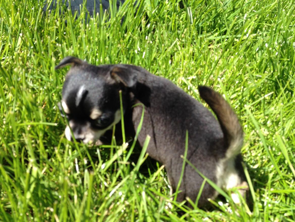 Chihuahua Asterix billede 15