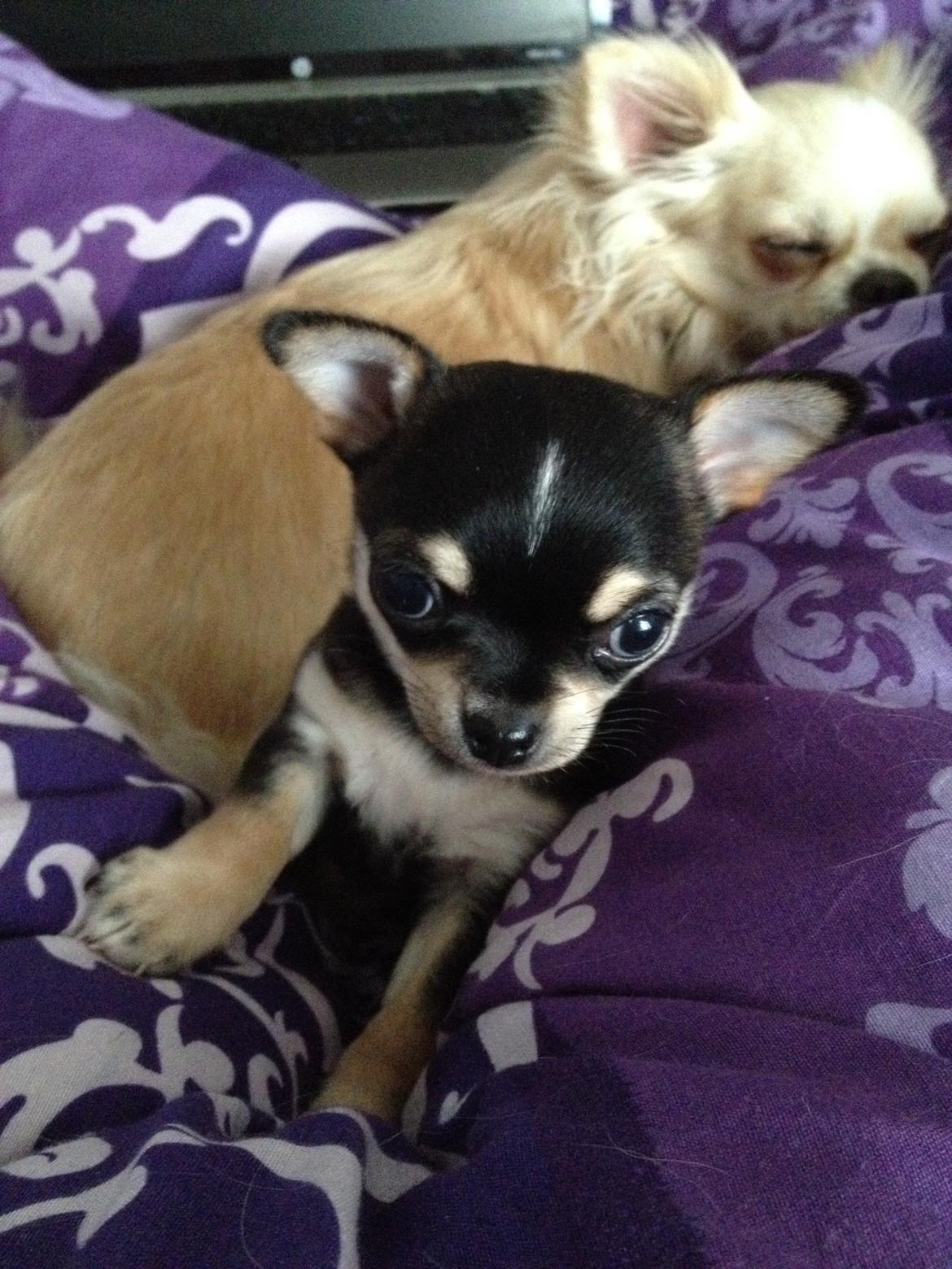 Chihuahua Asterix billede 20
