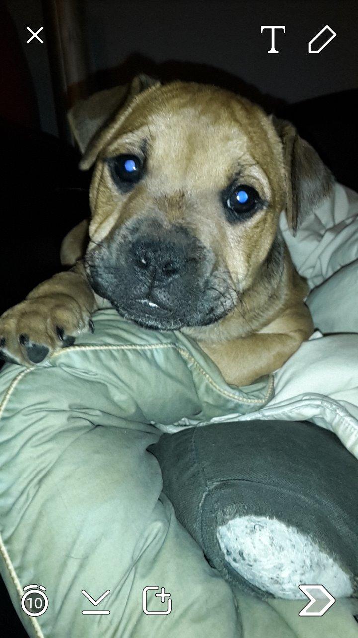 Blanding af racer oscar alias otto billede 1