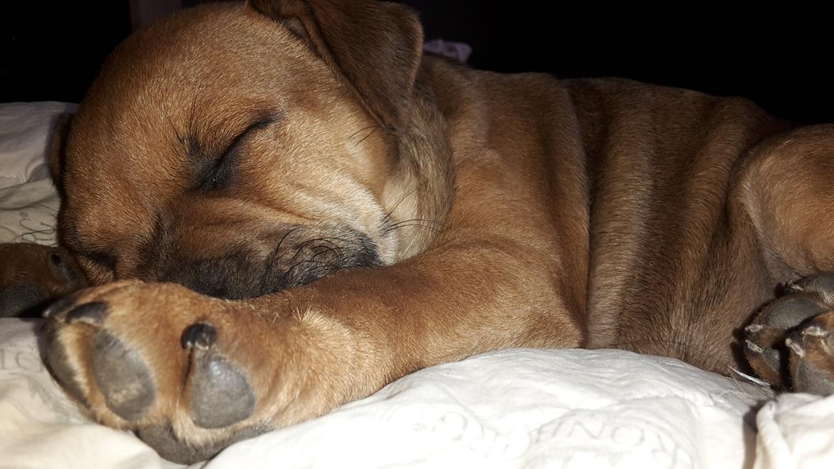 Blanding af racer oscar alias otto billede 2