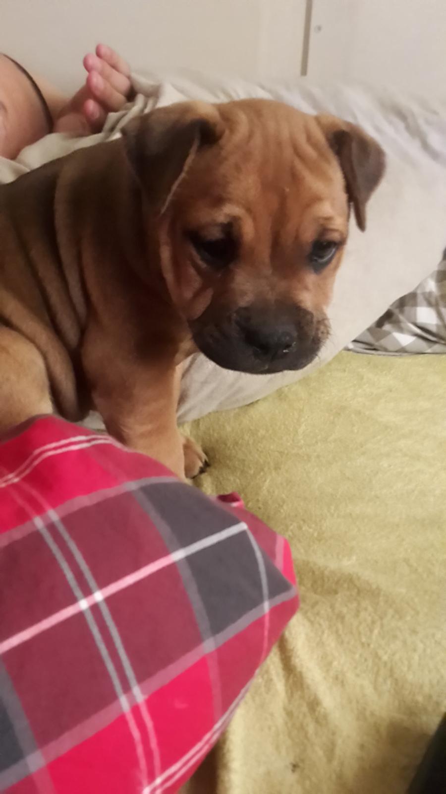 Blanding af racer oscar alias otto billede 3