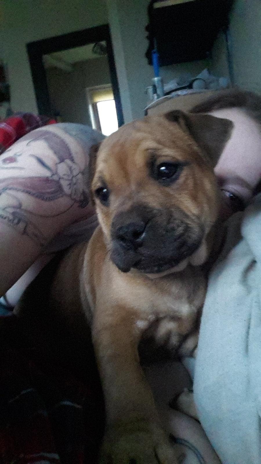 Blanding af racer oscar alias otto billede 4