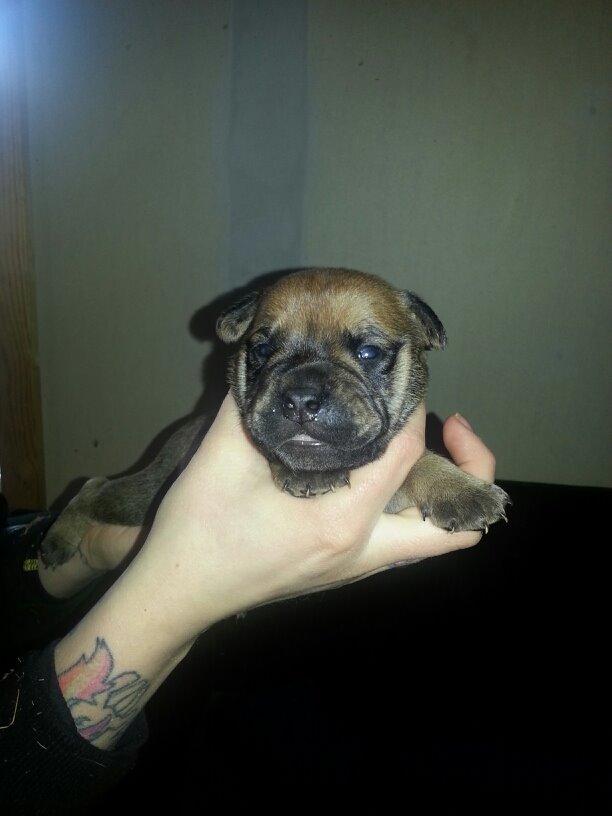 Blanding af racer oscar alias otto billede 5