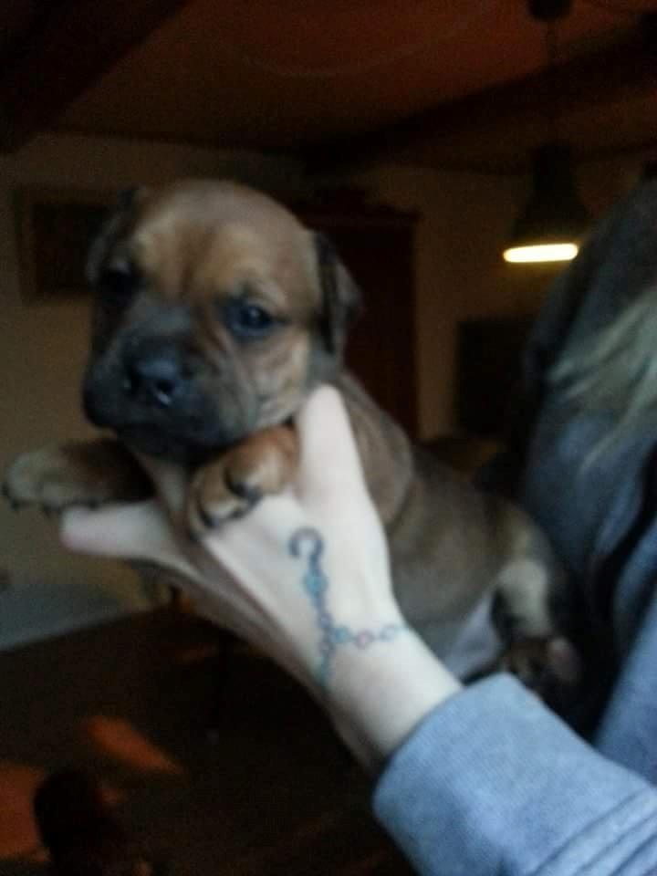 Blanding af racer oscar alias otto billede 6