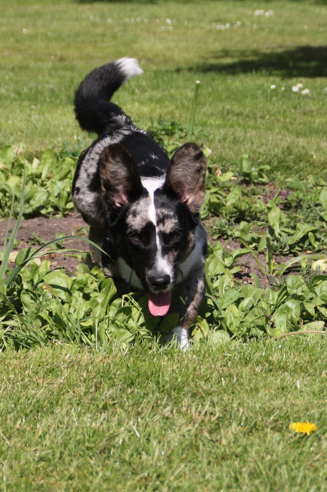 Welsh corgi cardigan Smarties Marcos (Krop-og-Poter) - Sommer :) Taget: 5. juni 2015 billede 24