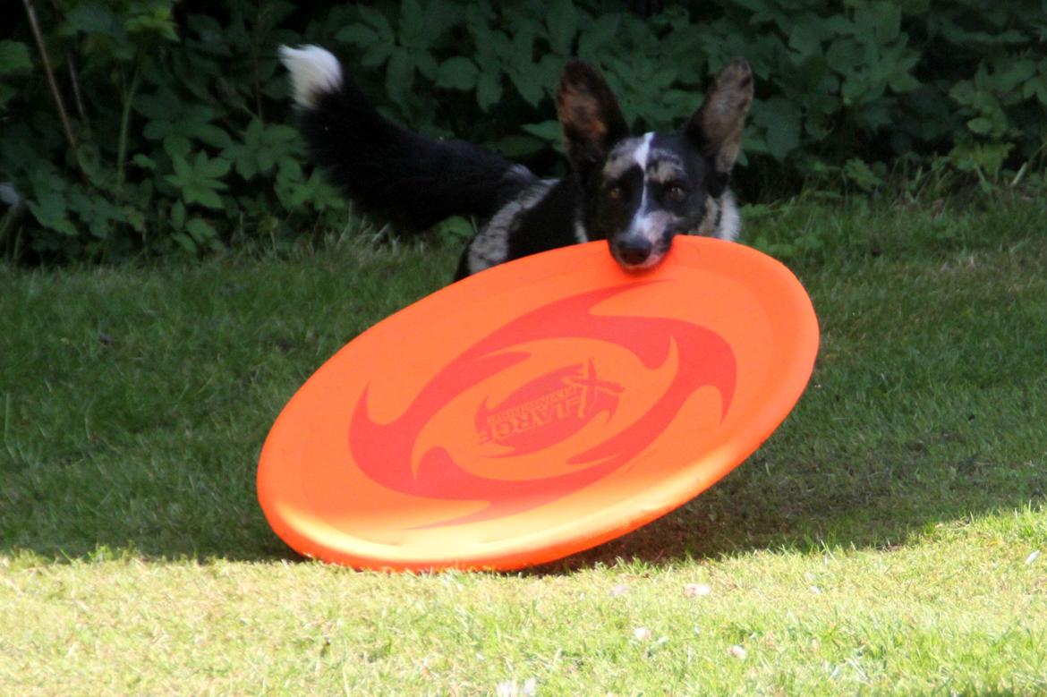 Welsh corgi cardigan Smarties Marcos (Krop-og-Poter) - Frisbee! :D Taget: 5. juni 2015 billede 25