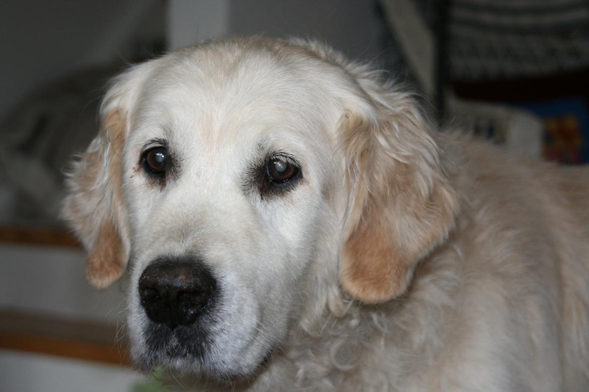 Golden retriever Woodsquares That's My Ludvig billede 2