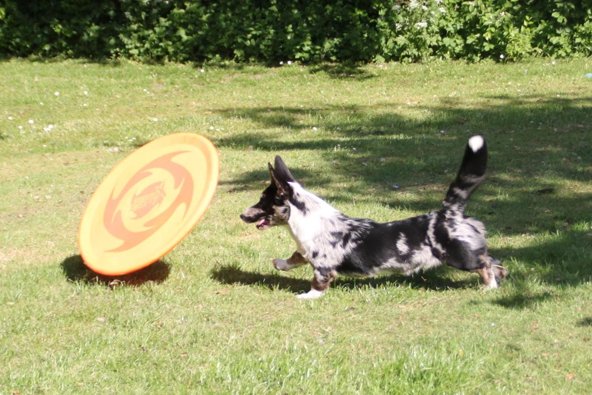 Welsh corgi cardigan Smarties Marcos (Krop-og-Poter) - Taget: 5. juni 2015 billede 27