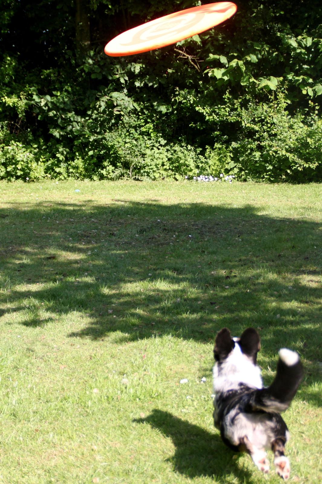 Welsh corgi cardigan Smarties Marcos (Krop-og-Poter) - Taget: 5. juni 2015 billede 26