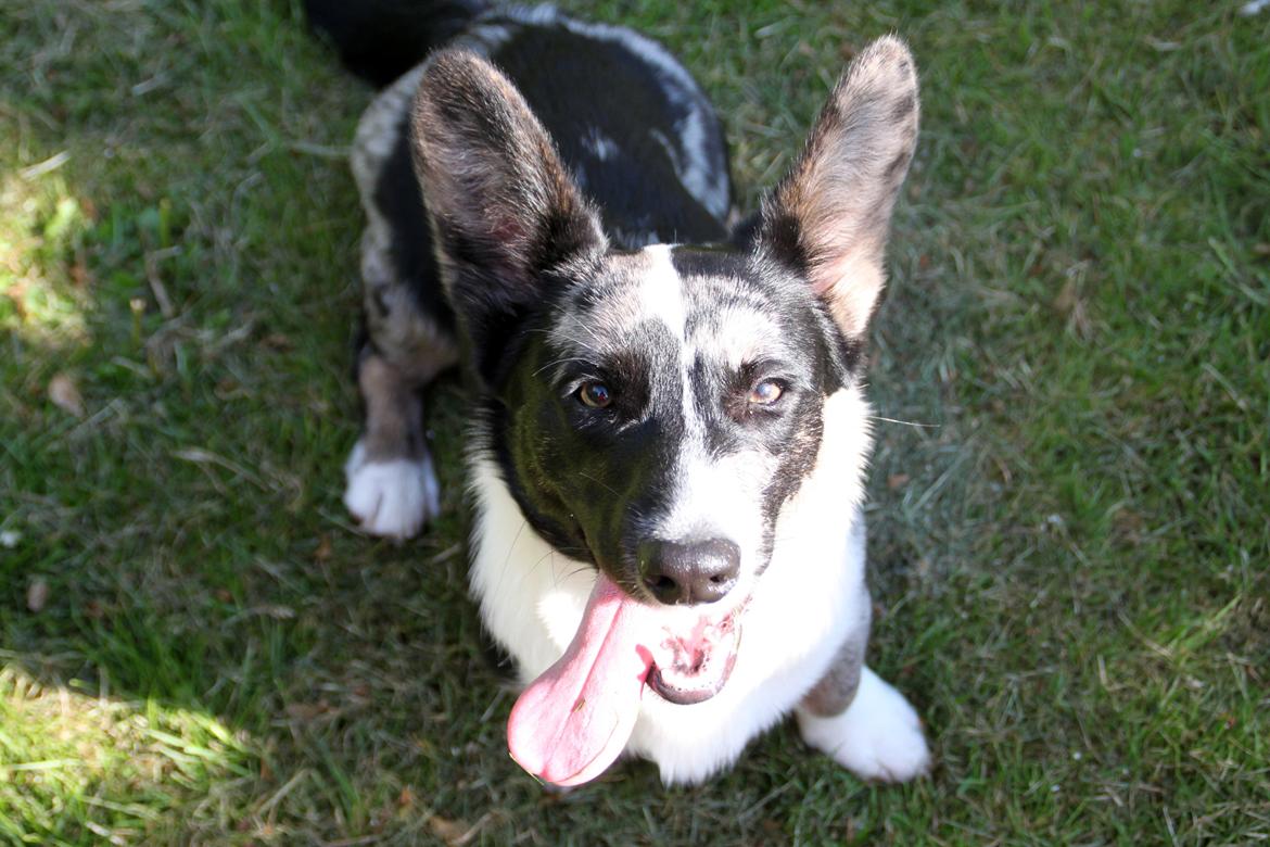 Welsh corgi cardigan Smarties Marcos (Krop-og-Poter) - Taget: 5. juni 2015 billede 28