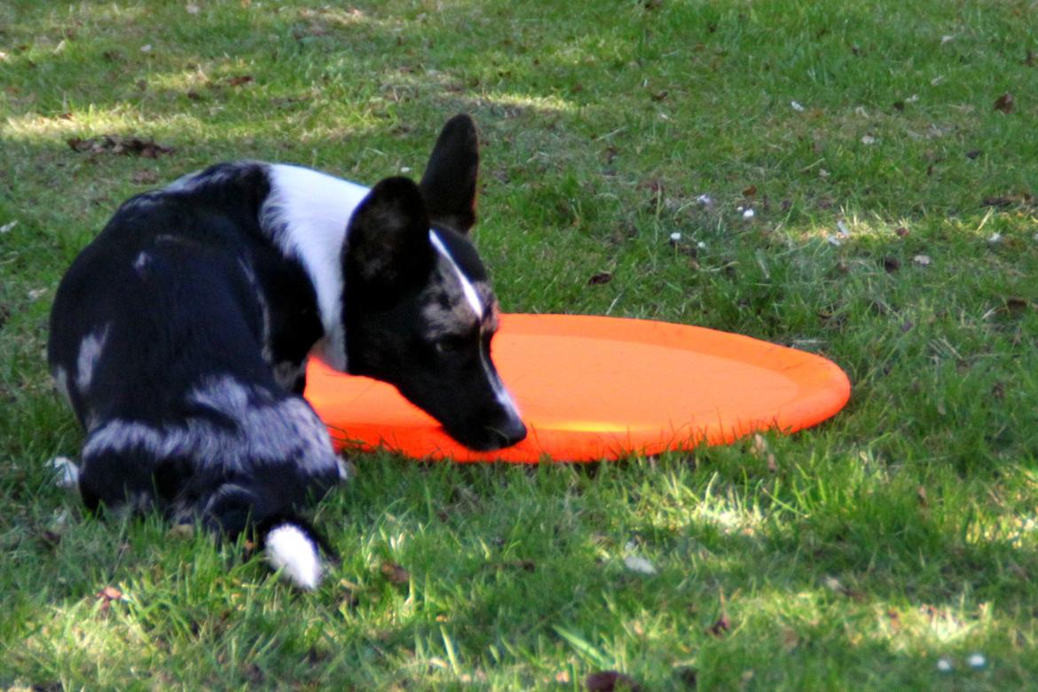 Welsh corgi cardigan Smarties Marcos (Krop-og-Poter) - Min frisbee! :3 Taget: 5. juni 2015 billede 29