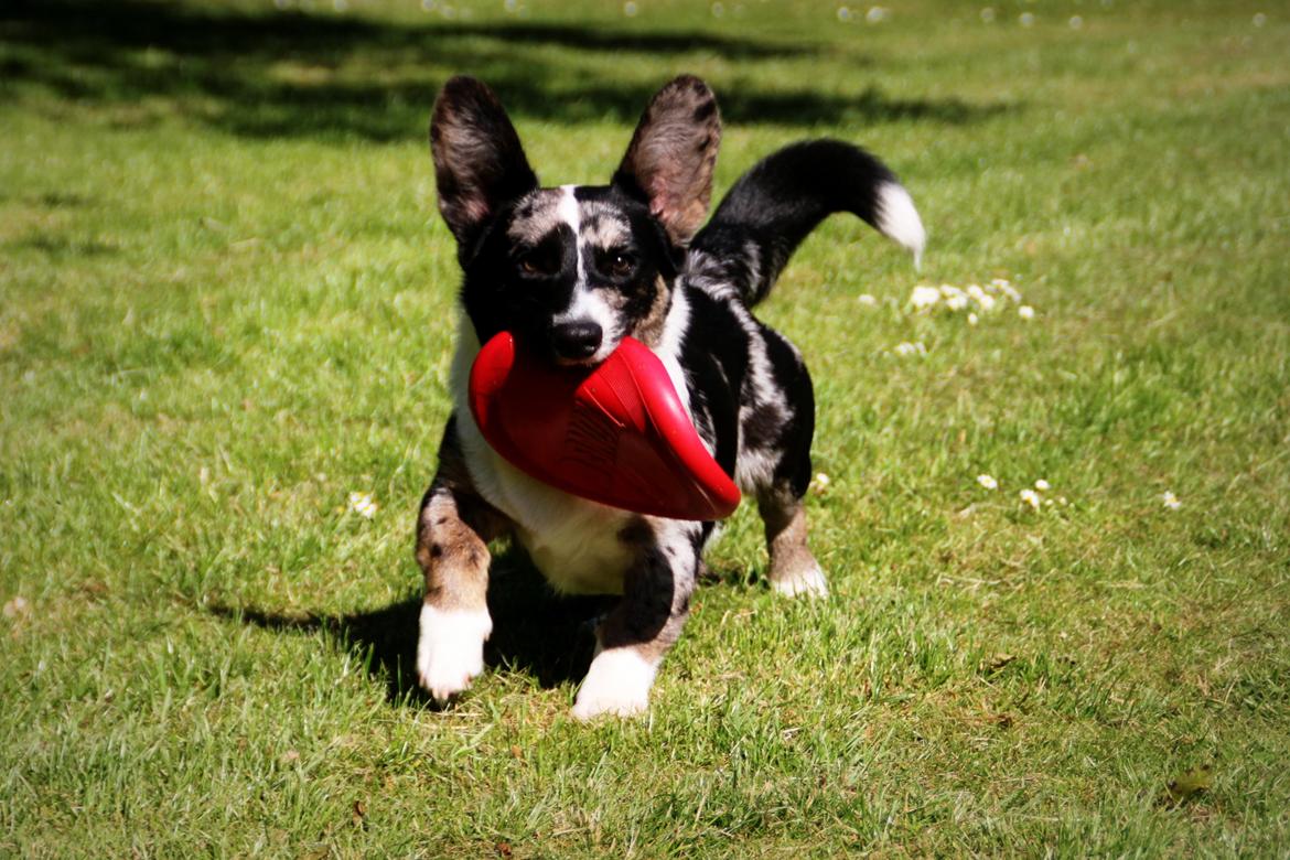 Welsh corgi cardigan Smarties Marcos (Krop-og-Poter) - Taget: 5. juni 2015 billede 30