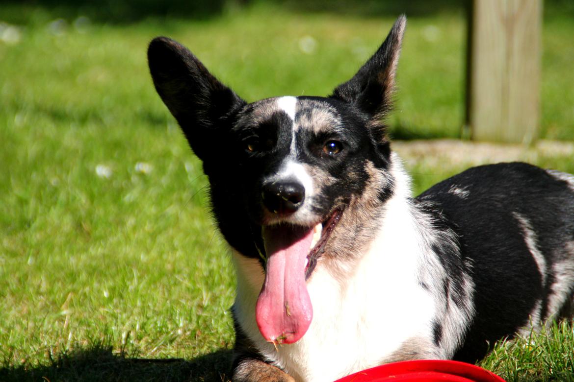 Welsh corgi cardigan Smarties Marcos (Krop-og-Poter) - Taget: 5. juni 2015 billede 31