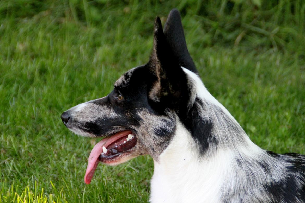 Welsh corgi cardigan Smarties Marcos (Krop-og-Poter) - Taget: 5. juni 2015 billede 32
