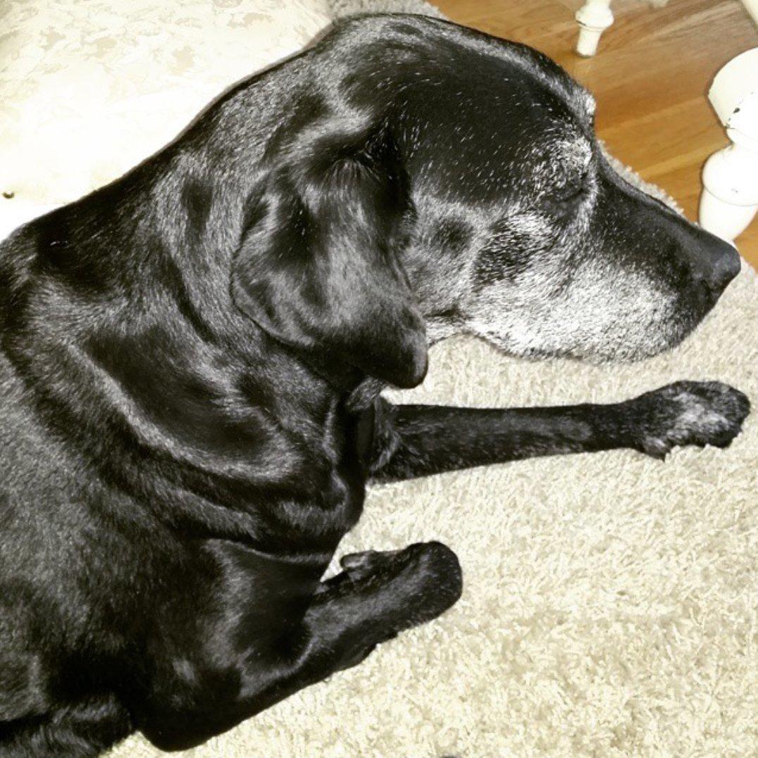 Labrador retriever Molly*R.I.P.* - Gamle Molly forår 2015 billede 22