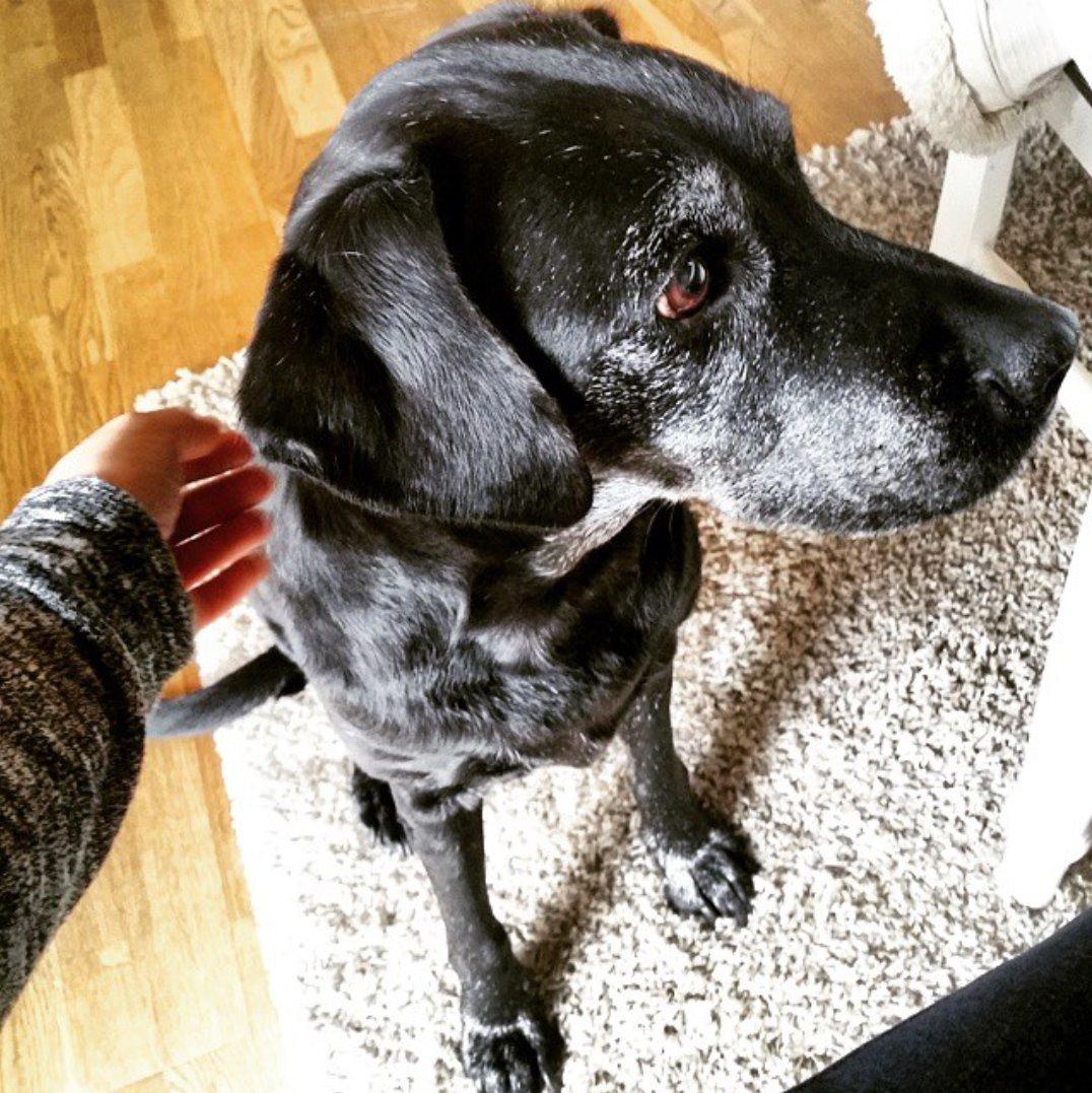 Labrador retriever Molly*R.I.P.* - Forår 2015 billede 23