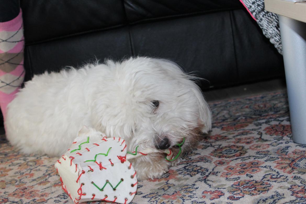 Coton de tulear Balou billede 12