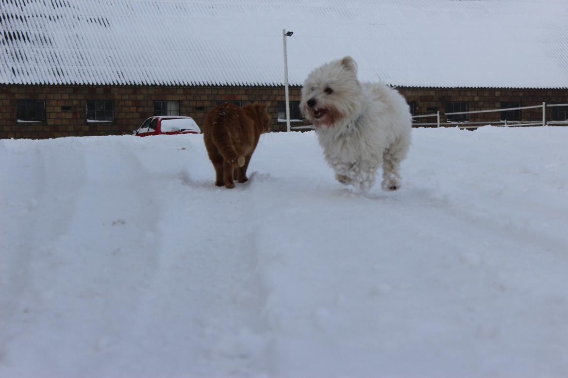 Coton de tulear Balou billede 13