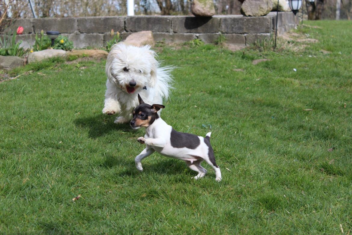Coton de tulear Balou billede 15