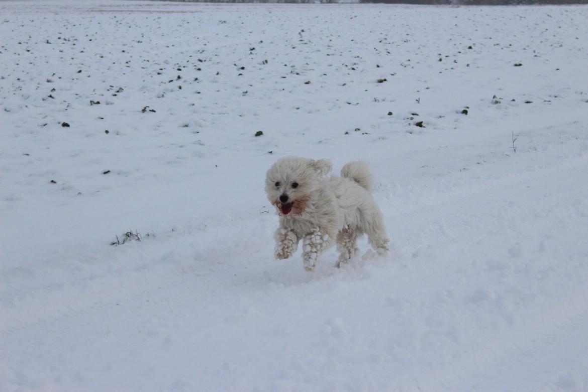 Coton de tulear Balou billede 14