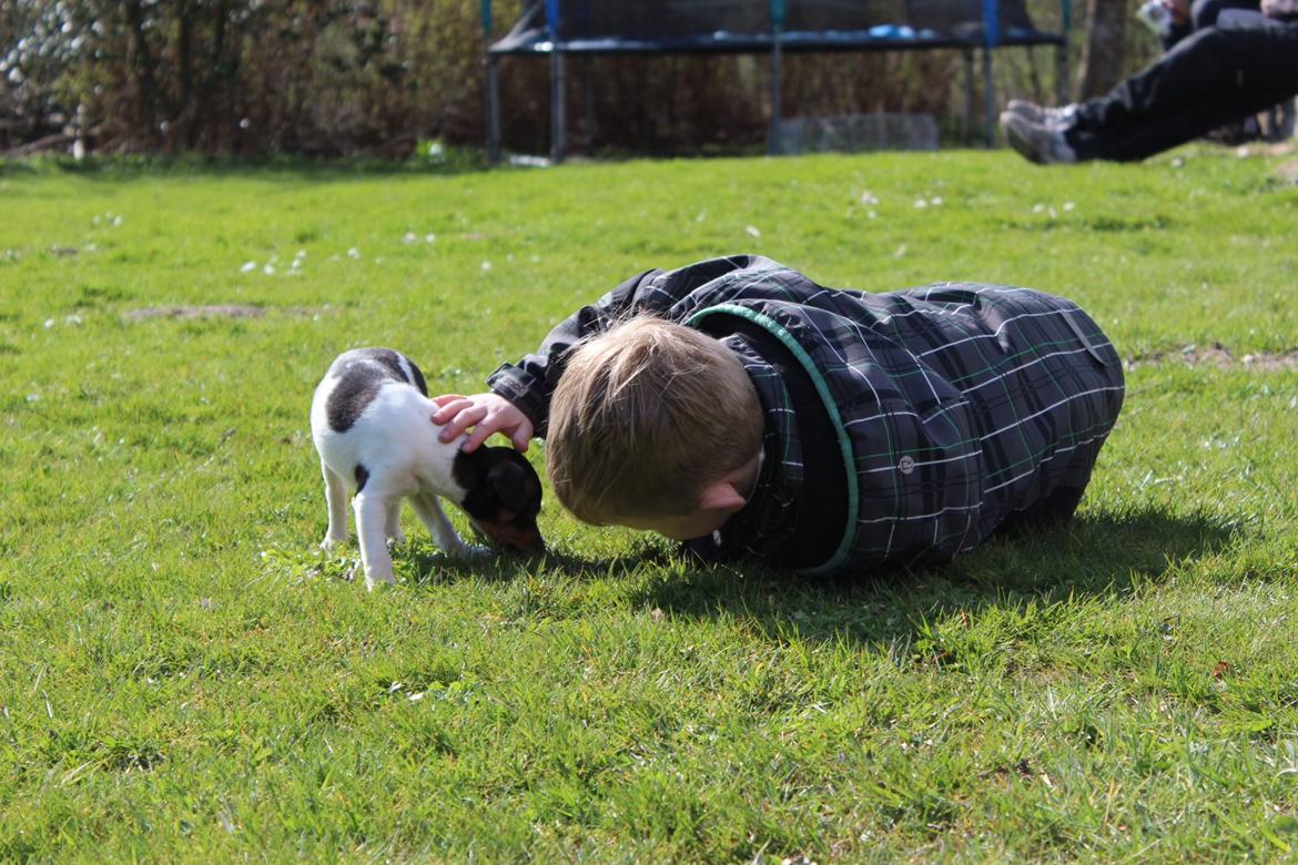 Dansk svensk gaardhund Kvik billede 1