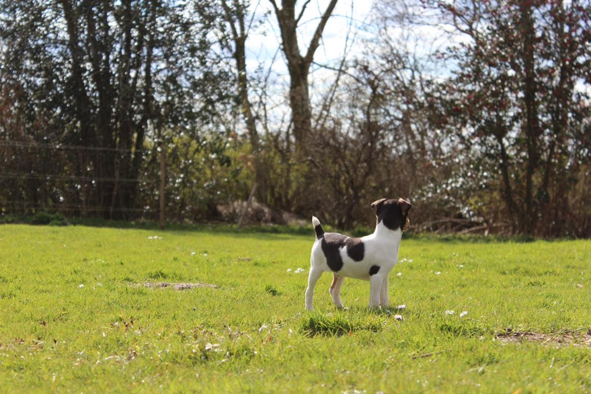 Dansk svensk gaardhund Kvik billede 2