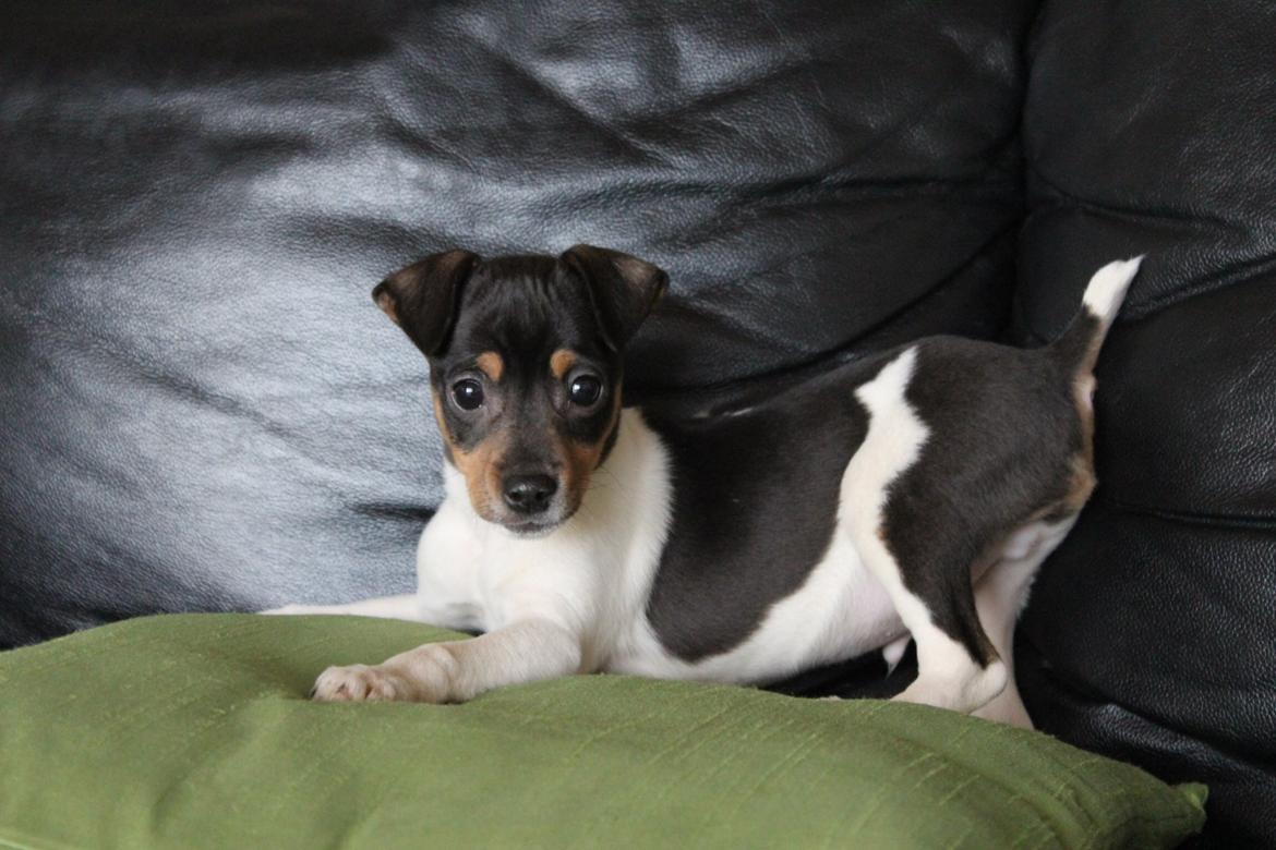 Dansk svensk gaardhund Kvik billede 4