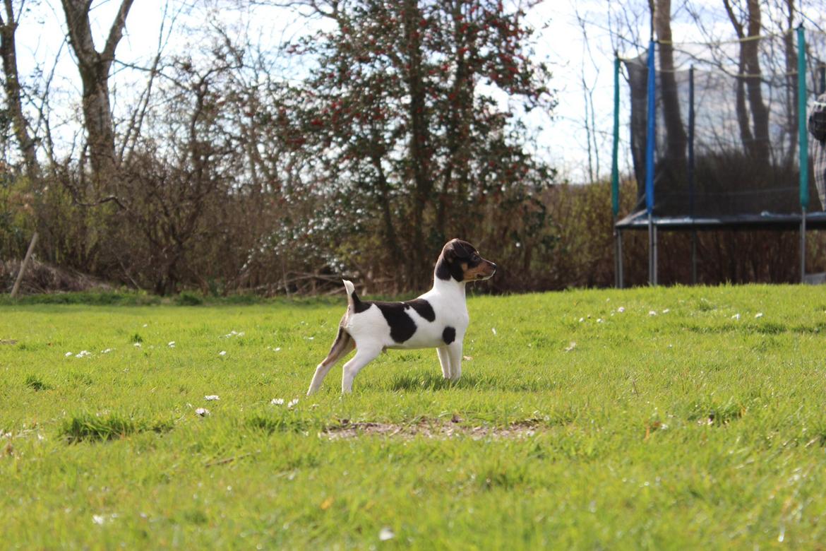 Dansk svensk gaardhund Kvik billede 3