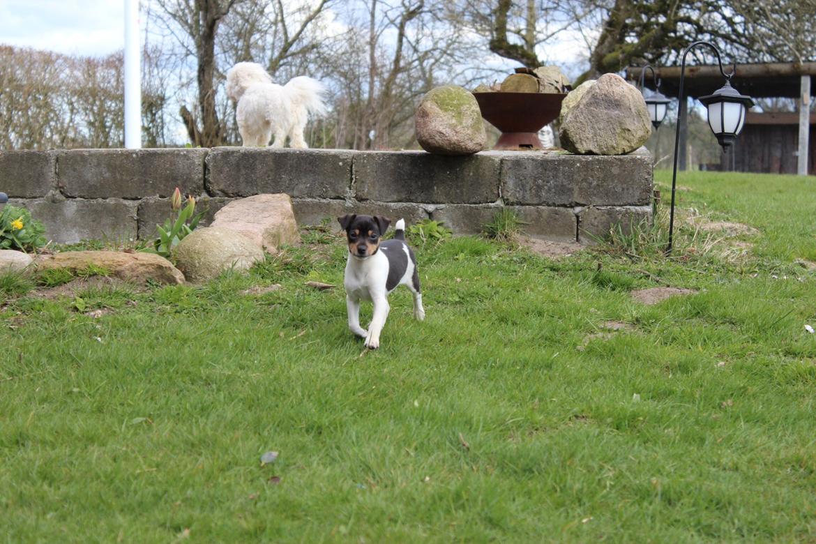 Dansk svensk gaardhund Kvik billede 5