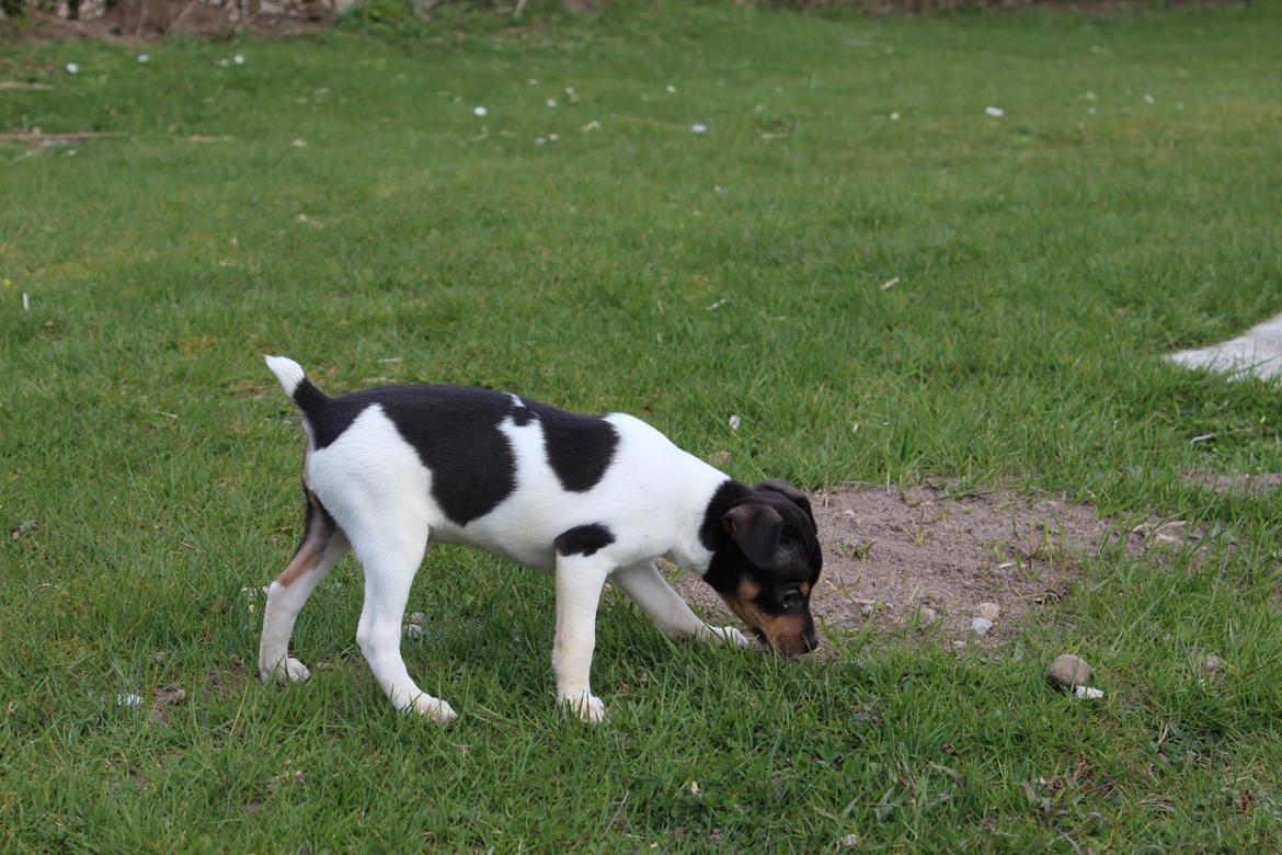 Dansk svensk gaardhund Kvik billede 7